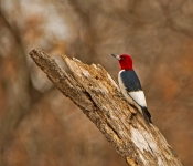 RedHeadedWoodPecker001